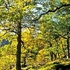 Woodland walk