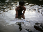Silver Mahseer with Guide.
