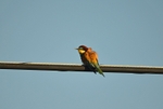 European Bee-eater