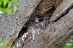 Hungry Kestril Chick