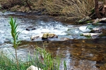 Clear Waters