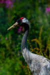 Eurasian Crane - Portrait - DSC_9549