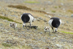 Adult Barnacle Geese moving goslings along, Jokulsarlon, Iceland
