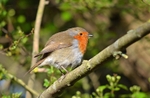 Robin