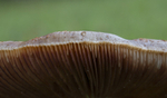 Fungi, Cholmondeley Castle, Cheshire