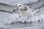 Shy Albatross lands on ocean, South Africa