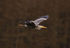 GREY HERON 2