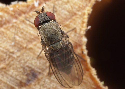 Drosophilid Flies