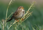 Corn Bunting 3