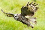 Great Grey Owl in Flight