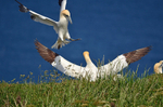 Gannets