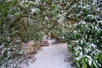 Snowy path at Cockington
