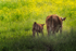 COW AND CALF, JUNE 2018 - BRUCE PENINSULA