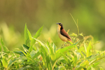 Black-capped Donacobius, Corixo Negro, Mato Grosso, Brazil