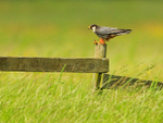 Hobby on post with dragonfly, Otmoor RSPB