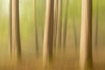 Woodland Dream:162E