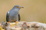 Cuckoo (male) on perch, Scotland