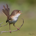 Red Wren Female 12