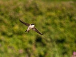 House Martin