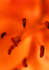 Lily 2