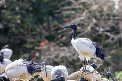 Bird African Sacred Ibis