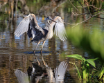 Great Blue Heron in water, Wakodahatchee Wetlands, Florida