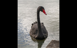 Black Swan