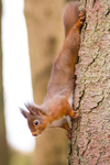 Red Squirrel