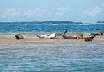 Common Seals