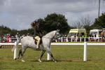 Class 32: Show Hunter Pony 153cm and under portfolio