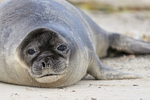 Southern Elephant Seal close view, Carcass Island, Falklands