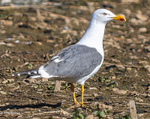 Yellow-Legged Gull
