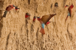 Carmine Bee-eater