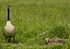 Geese