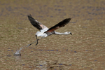 Chilean Flamingo portfolio