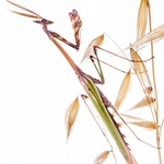 Conehead mantis (Empusa pennata)