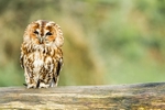 Tawny Owl