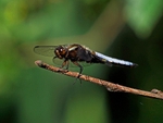 Broad-bodied Chaser