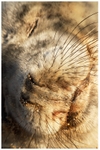 Sleeping Seal