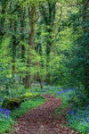 Bluebells in Codora Woods