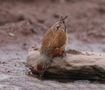 Linnet