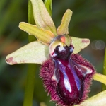 Ophrys incubacea (Ophrys sphegodes ssp atrata) a race of the early spider orchid Ophrys sphegodes