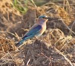 Indian Roller