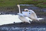 Bewick's Swans