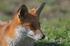 Red Fox