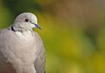 Collared Dove - Streptopelia decaocto