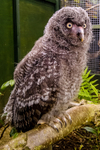 great grey owl stryx nebulosa-00088