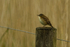 Sedg Warbler - RSPB Frampton Marshes