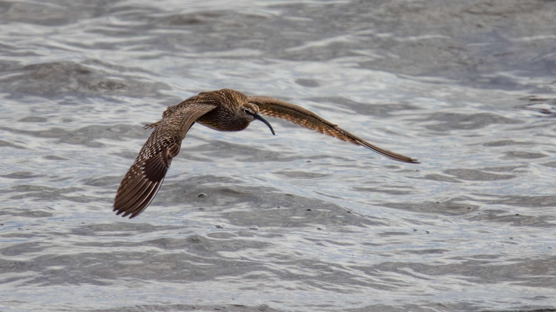 Eurasian Whimbrel - Kildonan - Isle of Arran - Scotland