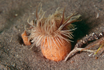 Sagartiogeton undatus (column visible)
